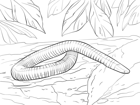 Mexican Burrowing Caecilian Coloring Page